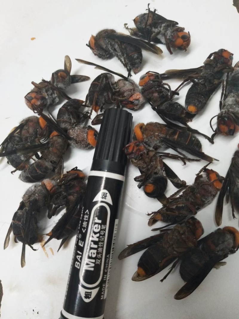 现货供应）虎头蜂老蜂，红娘大黑蜂，生冻活冻，广州发货