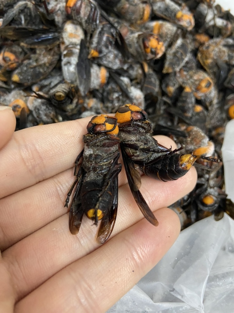 现货供应）虎头蜂老蜂，红娘大黑蜂，生冻活冻，广州发货