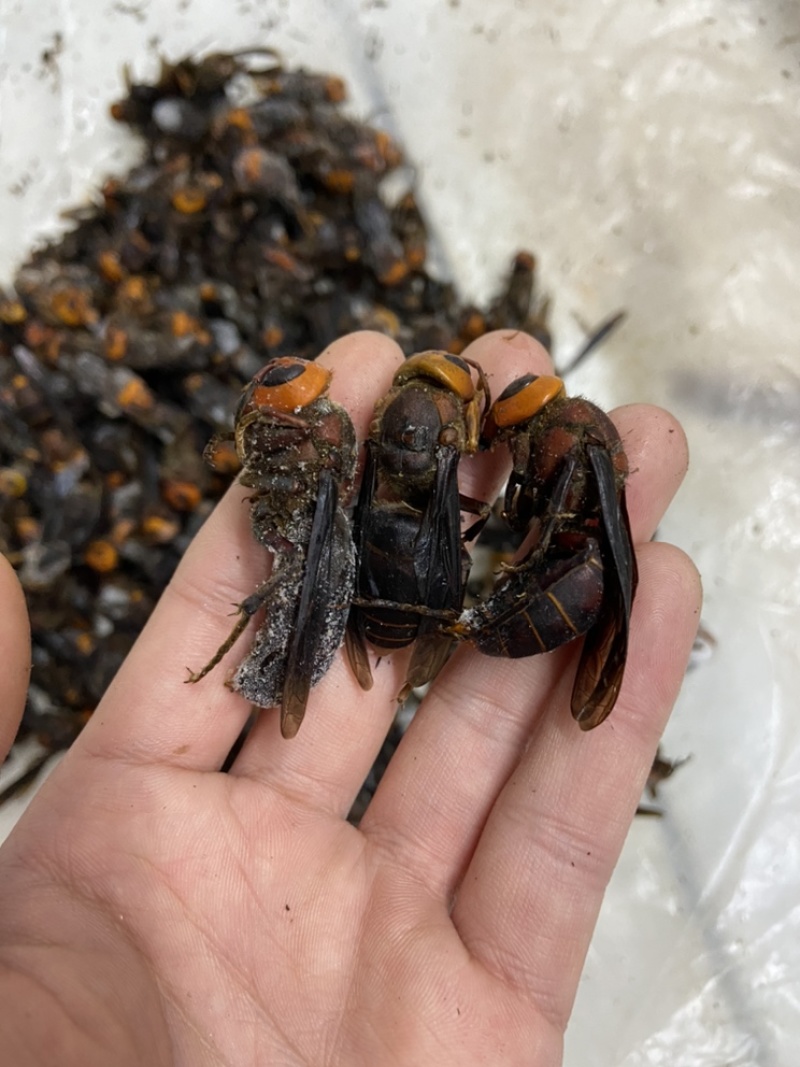 现货供应）虎头蜂老蜂，红娘大黑蜂，生冻活冻，广州发货