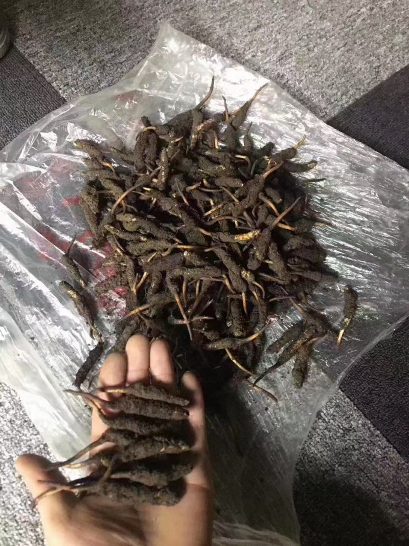 冬虫夏草