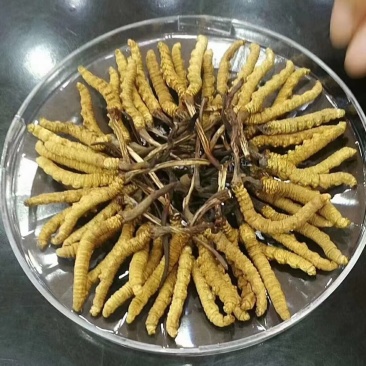 冬虫夏草