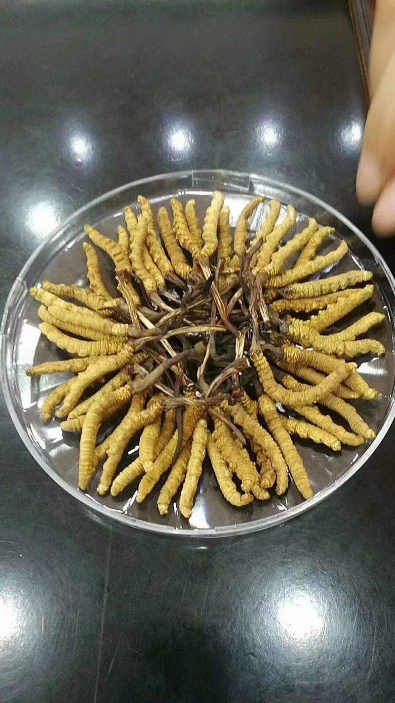 冬虫夏草