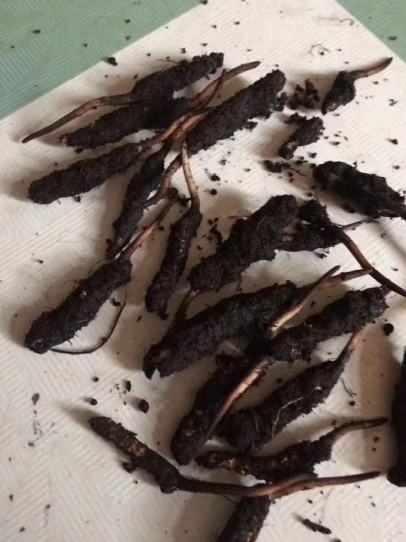 冬虫夏草