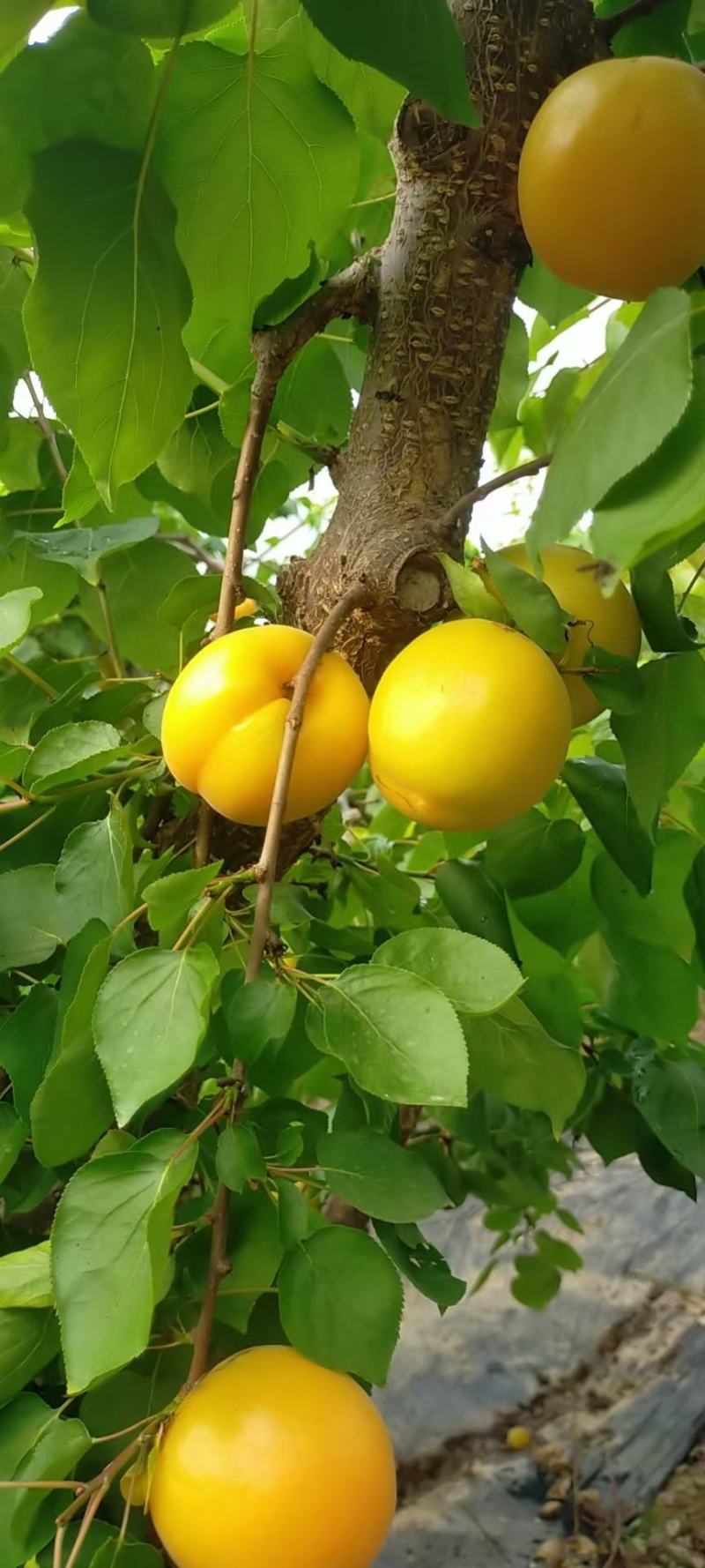 温棚优质金太阳杏大量上市基地直供货源充足