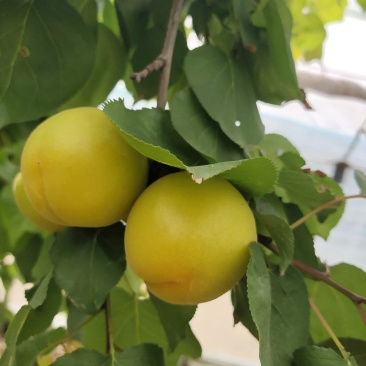 温棚金太阳