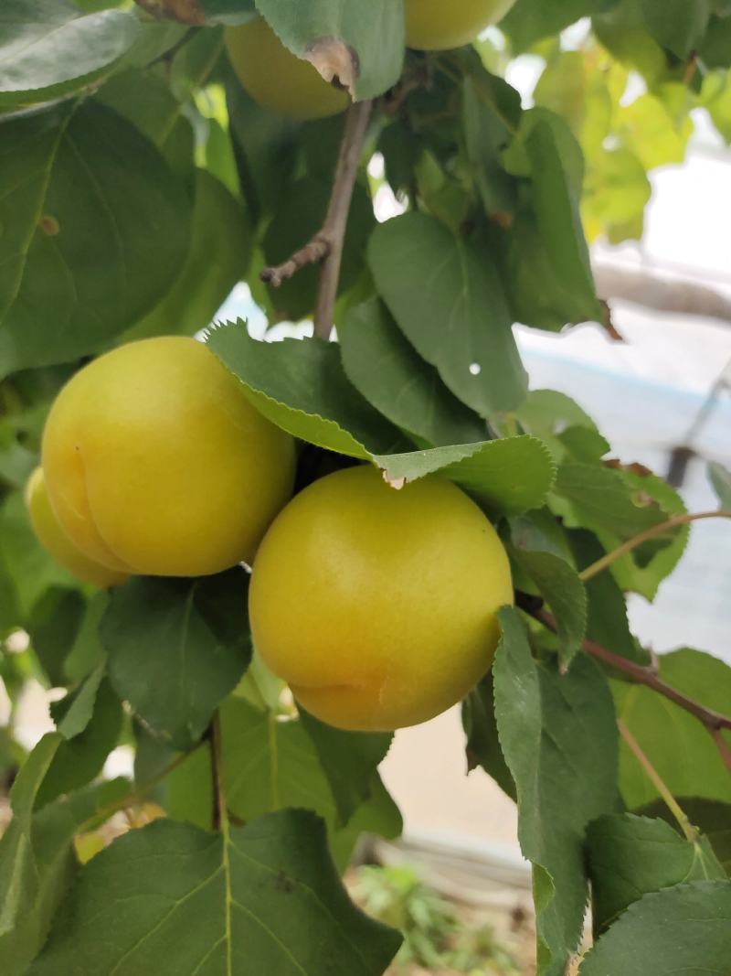 温棚金太阳