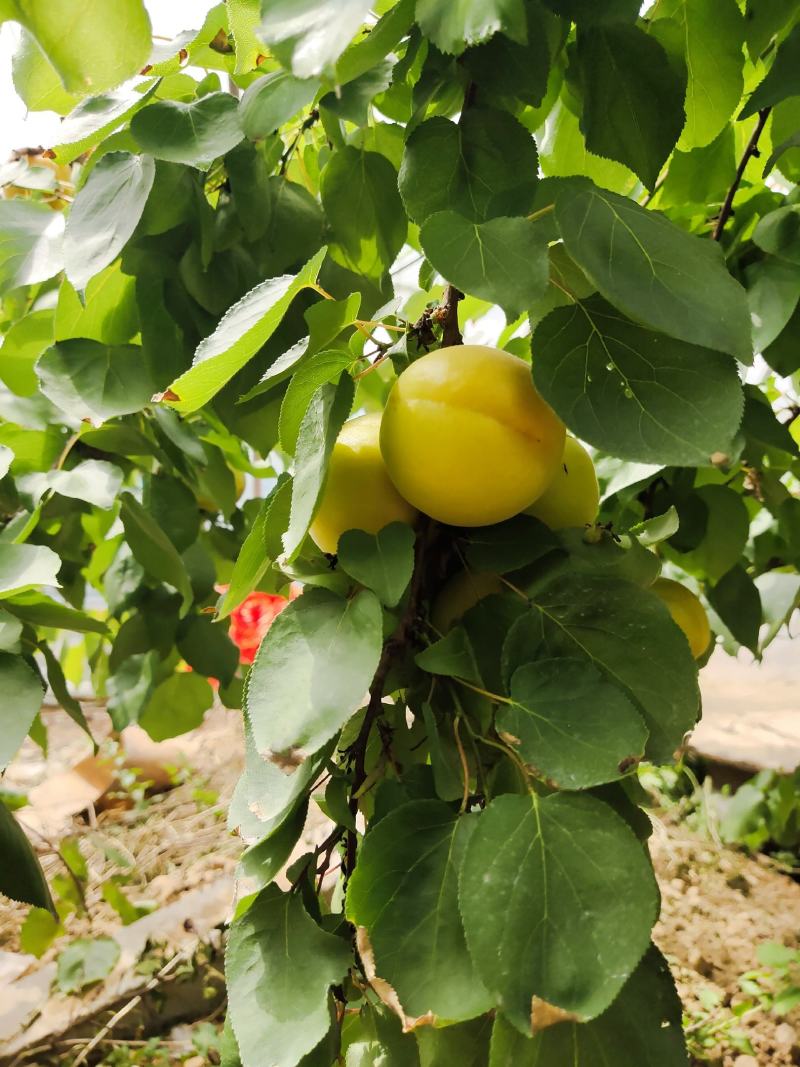 温棚金太阳