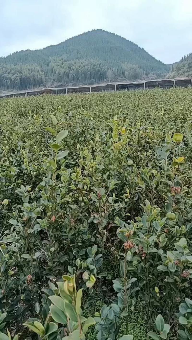 亚林中心长埠林场长林系油茶苗