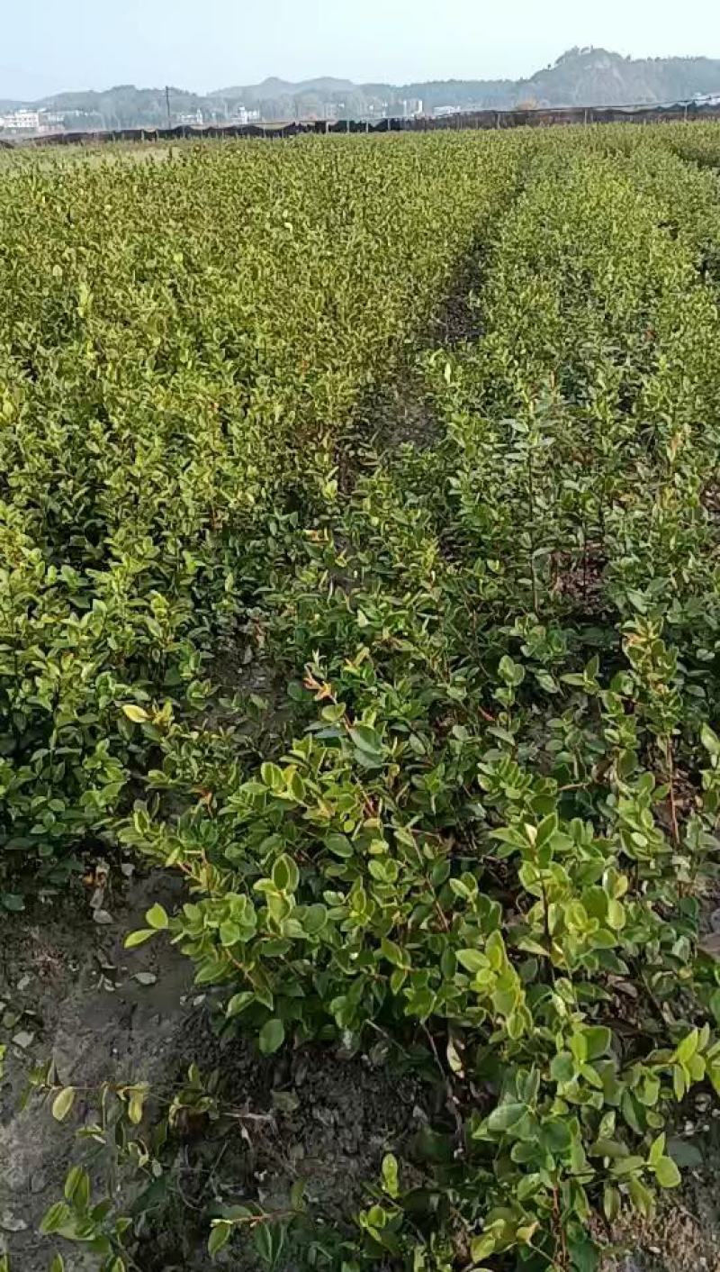 亚林中心长埠林场长林系油茶苗