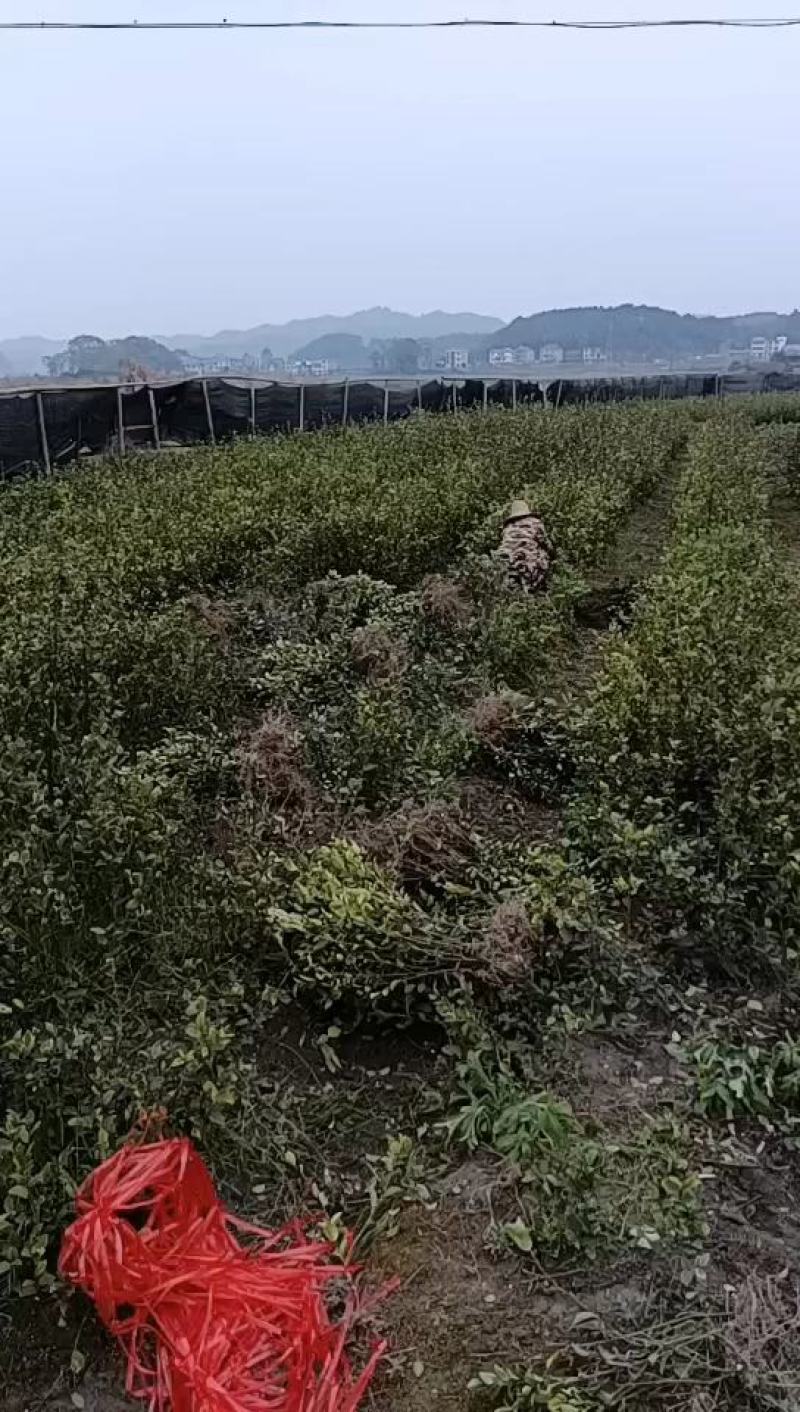 亚林中心长埠林场长林系油茶苗