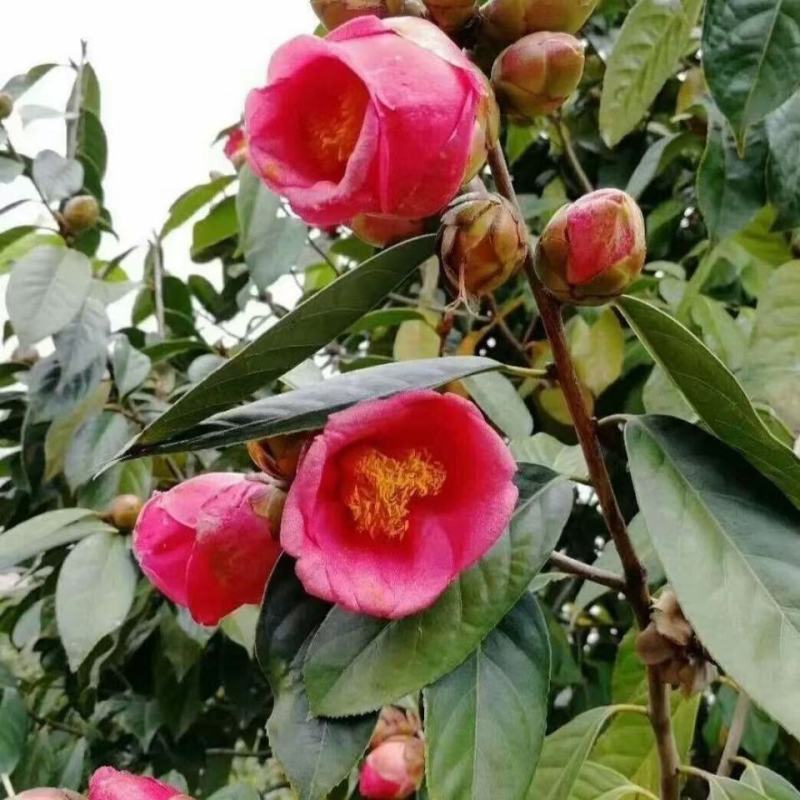 亚林中心长埠林场长林系油茶苗