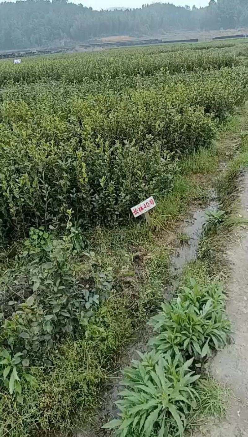 亚林中心长埠林场长林系油茶苗