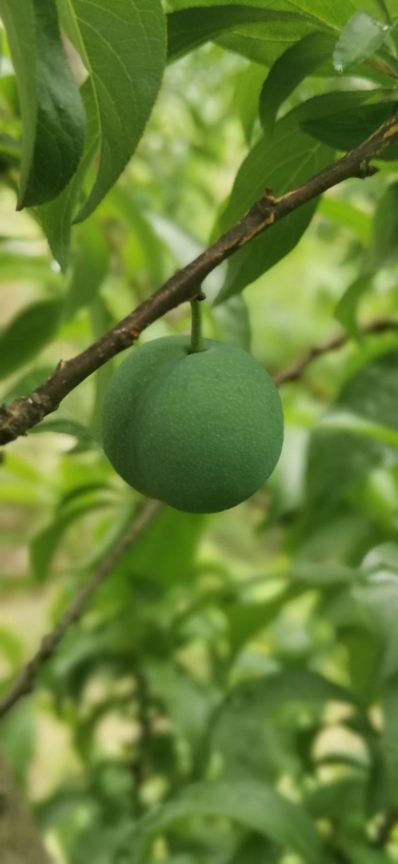贵州安顺精品青脆李