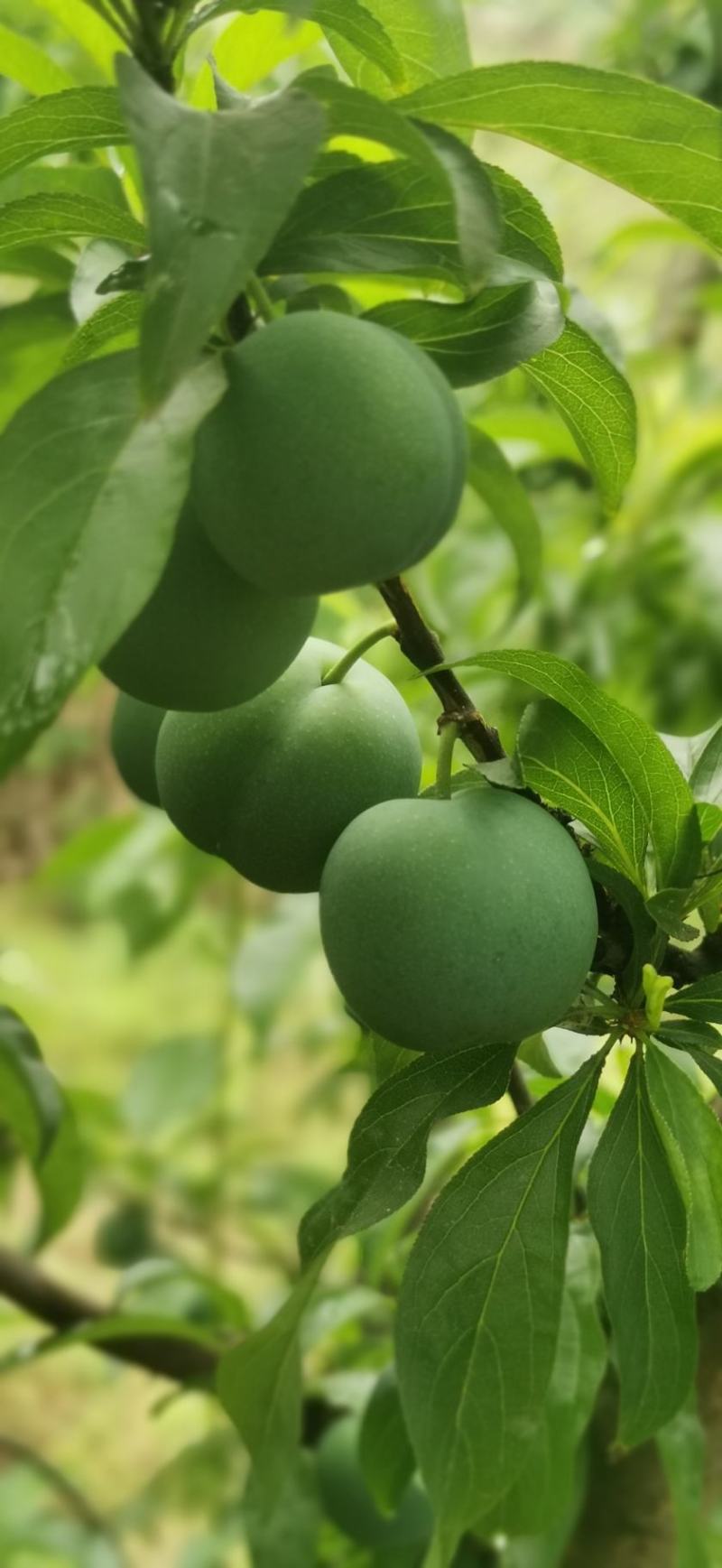 贵州安顺精品青脆李