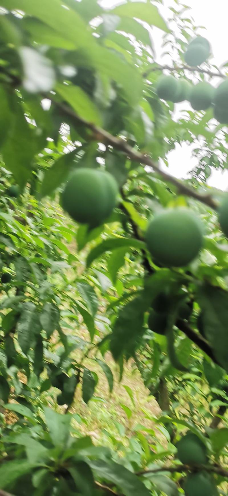 贵州安顺精品青脆李