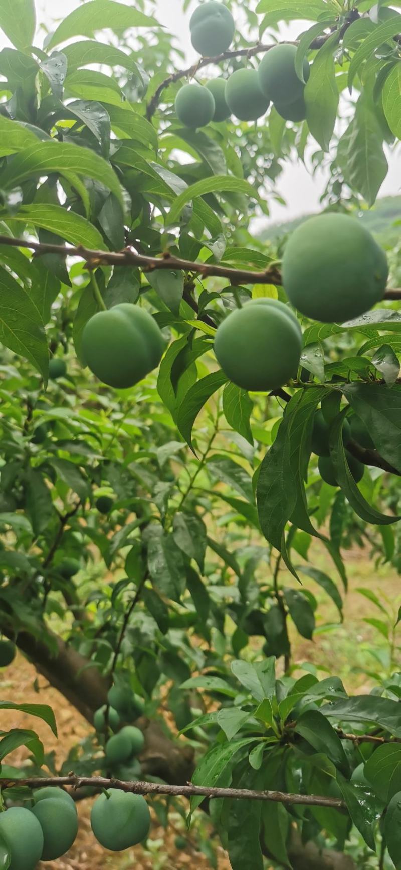 贵州安顺精品青脆李