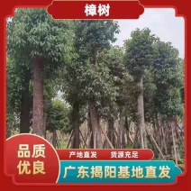 樟树(香樟)20-25公分