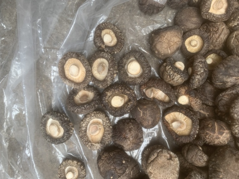 【包邮】干香菇黑面金钱菇香菇干货肉厚朵圆实力商家产地直销