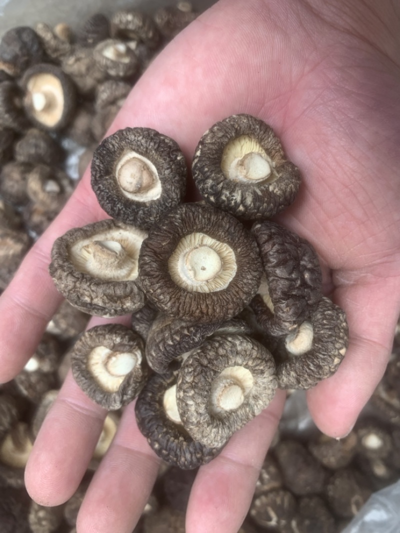 【包邮】干香菇黑面金钱菇香菇干货肉厚朵圆实力商家产地直销