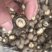 【包邮】干香菇黑面金钱菇香菇干货肉厚朵圆实力商家产地直销