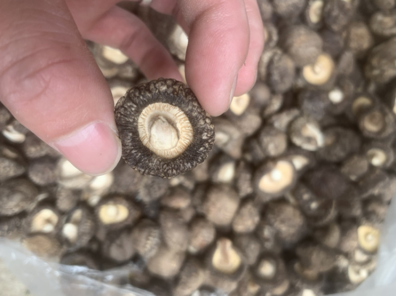 【包邮】干香菇黑面金钱菇香菇干货肉厚朵圆实力商家产地直销