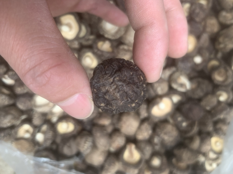 【包邮】干香菇黑面金钱菇香菇干货肉厚朵圆实力商家产地直销