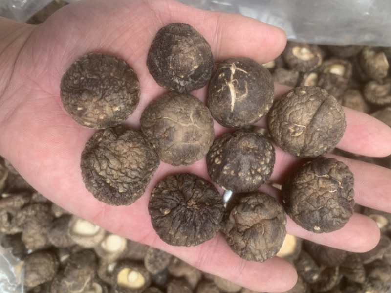 【包邮】干香菇黑面金钱菇香菇干货肉厚朵圆实力商家产地直销