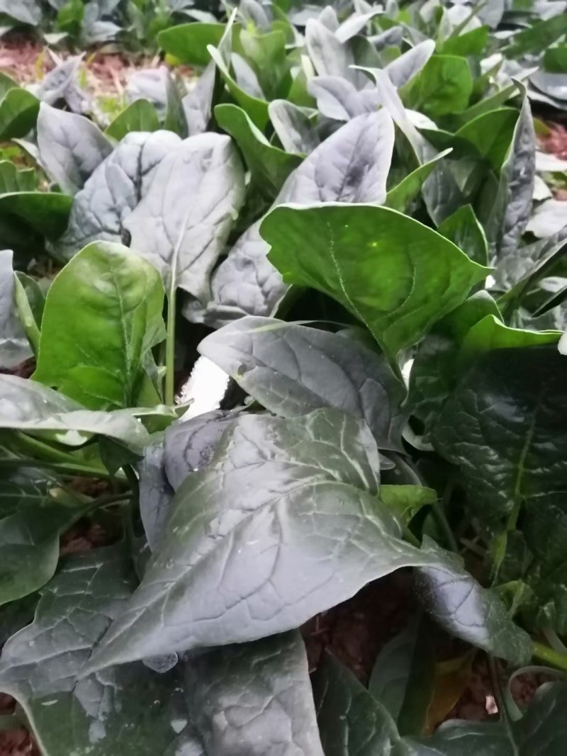 百亩精品菠菜20到25公分，颜色墨绿，日供货万斤全国代发