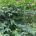 掌叶覆盆子苗