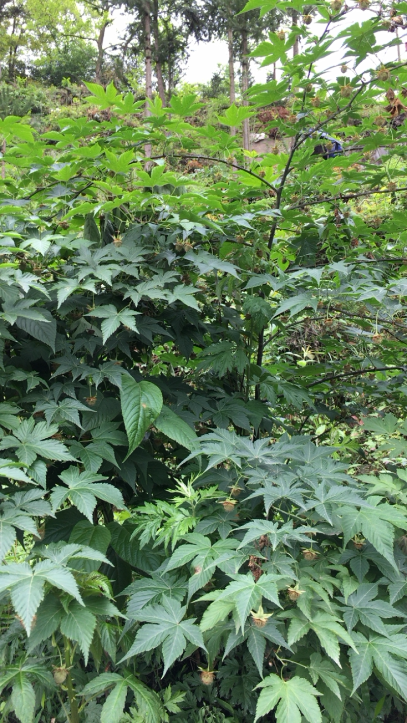 掌叶覆盆子苗