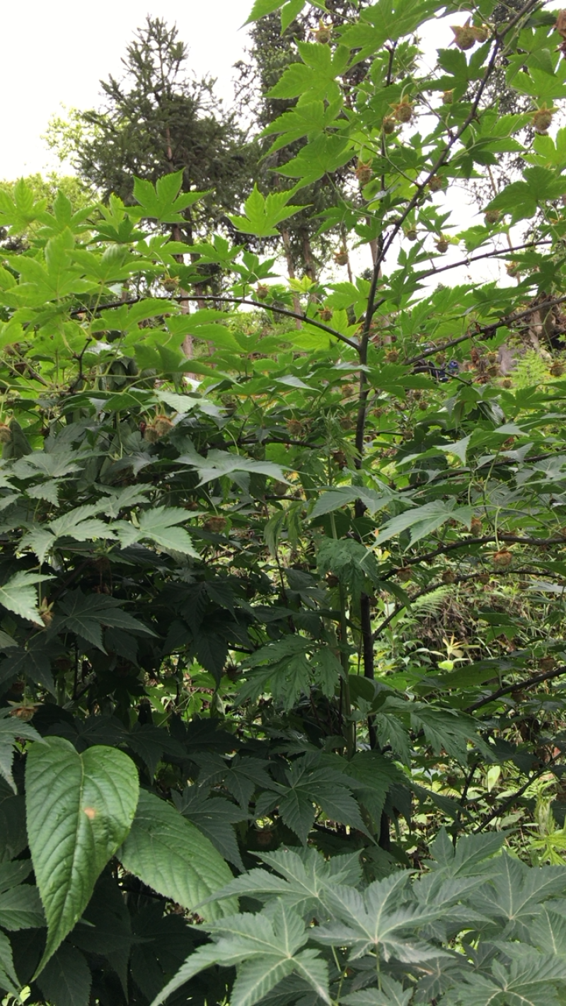 掌叶覆盆子苗
