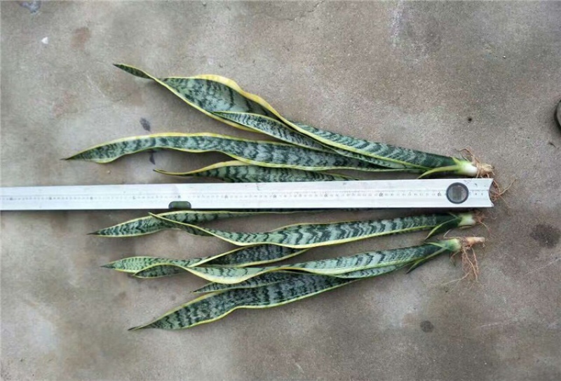 长脚金边虎皮兰批发银脉兰高脚基地直销质量保证