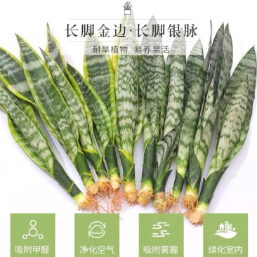 长脚金边虎皮兰批发银脉兰高脚基地直销质量保证