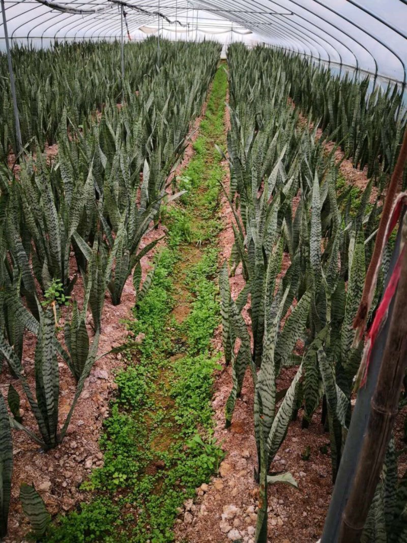 长脚金边虎皮兰批发银脉兰高脚基地直销质量保证