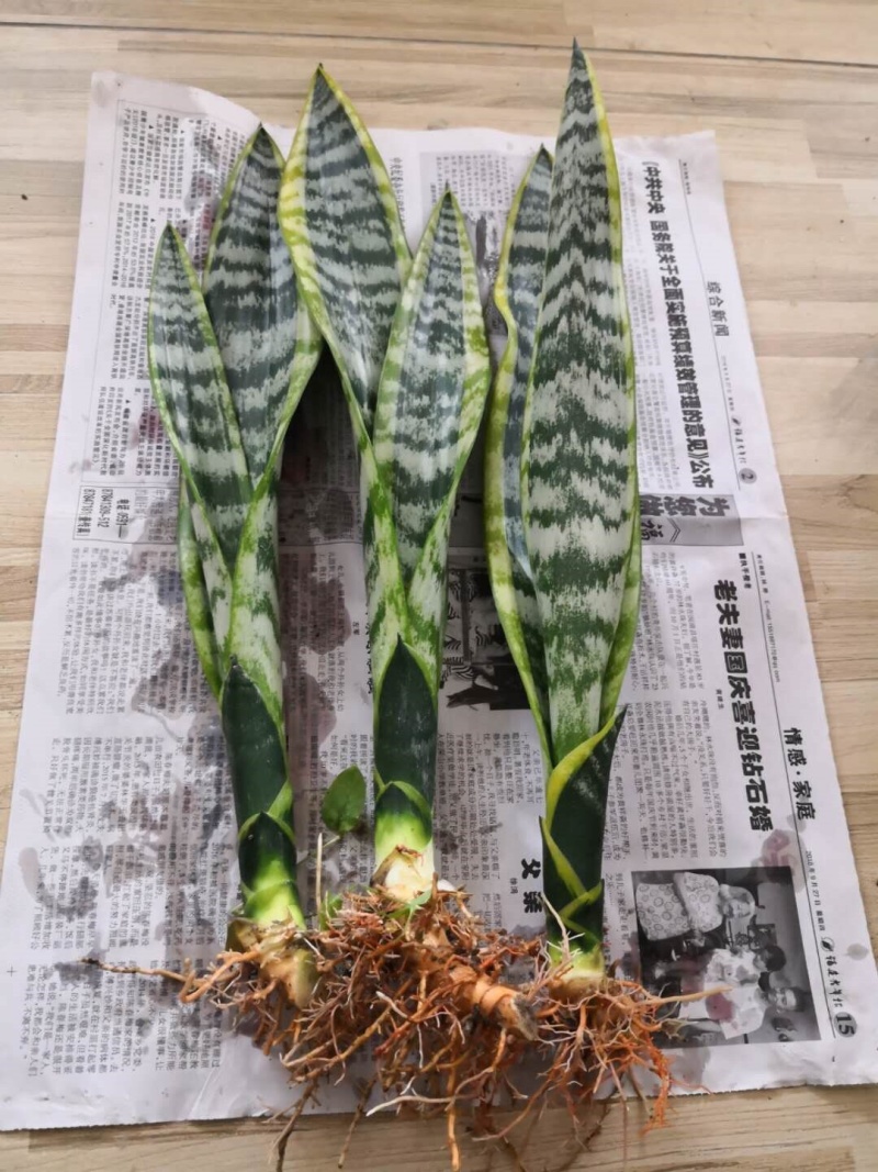 长脚金边虎皮兰批发银脉兰高脚基地直销质量保证