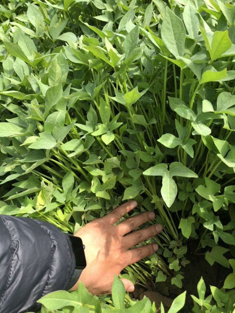 紫薯苗、紫薯红薯苗、紫薯、紫薯地瓜苗、电商苗