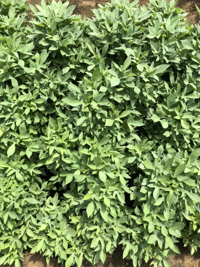 紫薯苗、紫薯红薯苗、紫薯、紫薯地瓜苗、电商苗
