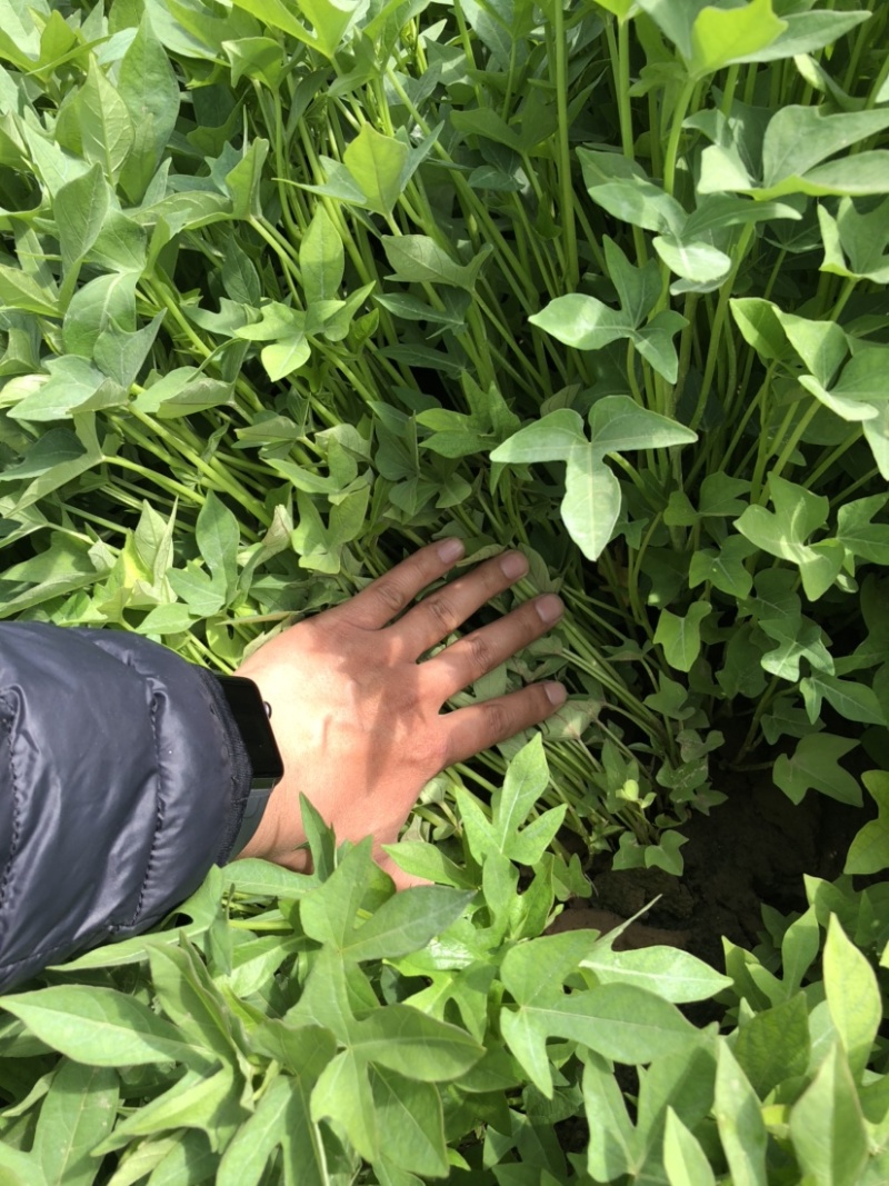 紫薯苗、紫薯红薯苗、紫薯、紫薯地瓜苗、电商苗