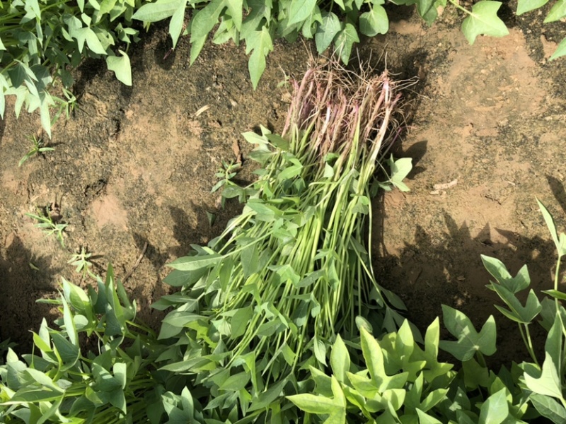 紫薯苗、紫薯红薯苗、紫薯、紫薯地瓜苗、电商苗