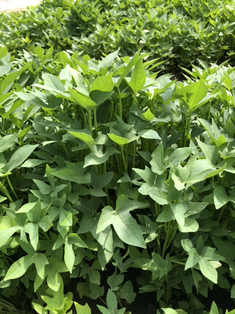 紫薯苗、紫薯红薯苗、紫薯、紫薯地瓜苗、电商苗
