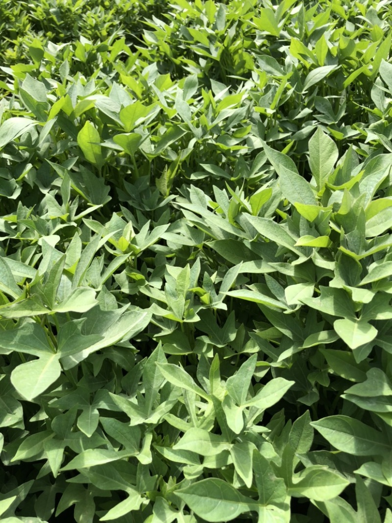 紫薯苗、紫薯红薯苗、紫薯、紫薯地瓜苗、电商苗