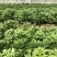 紫薯苗、紫薯红薯苗、紫薯、紫薯地瓜苗、电商苗