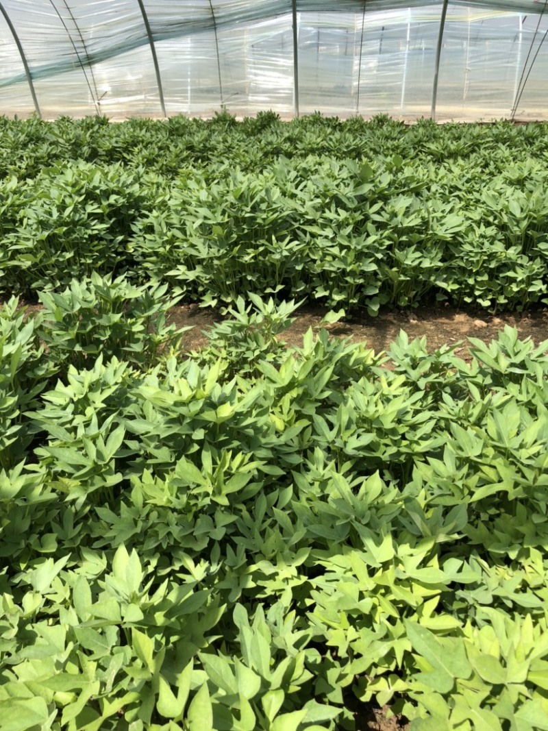 紫薯苗、紫薯红薯苗、紫薯、紫薯地瓜苗、电商苗