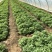 紫薯苗、紫薯红薯苗、紫薯、紫薯地瓜苗、电商苗