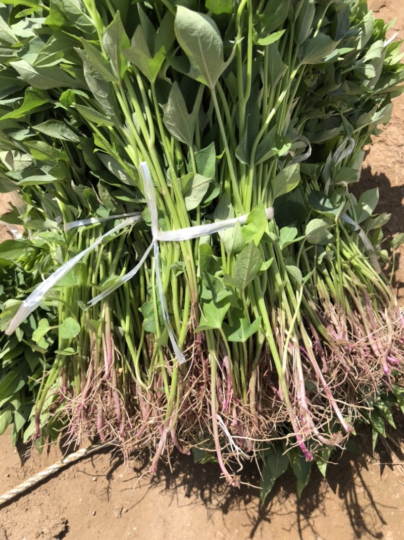 紫薯苗、紫薯红薯苗、紫薯、紫薯地瓜苗、电商苗