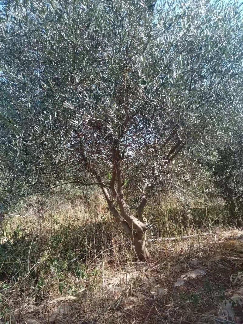 精品油橄榄树基地直供，各种规格要求都有数量多多。