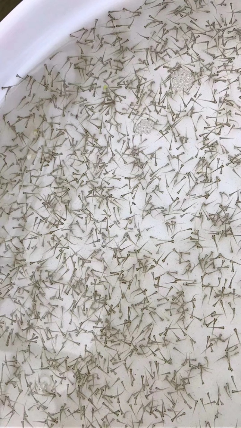 【基地直销全国发货】长江草鱼水花，保质保量
