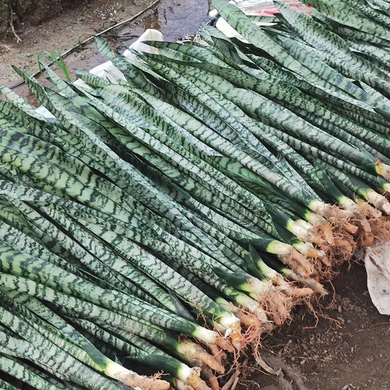 虎皮兰长脚银脉兰特价批发高度35-50cm左右基地直发
