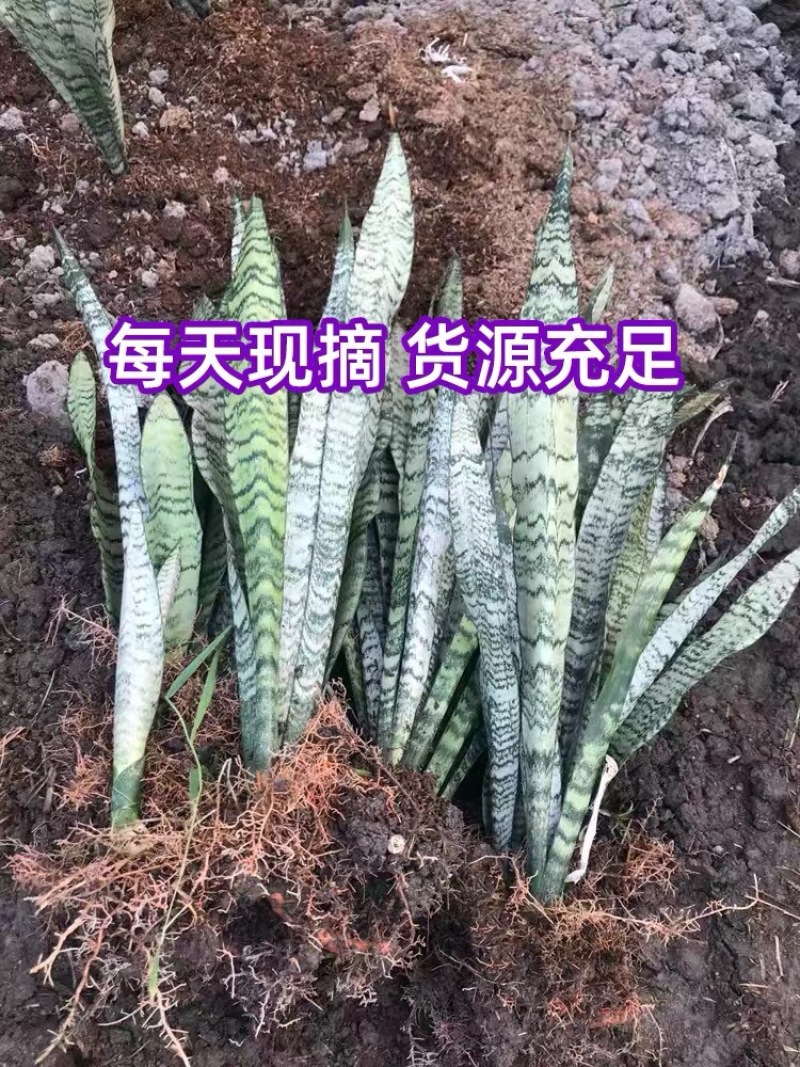 虎皮兰长脚银脉兰特价批发高度35-50cm左右基地直发