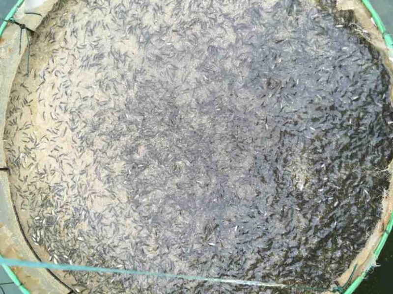 【基地直销全国发货】长江草鱼水花，保质保量